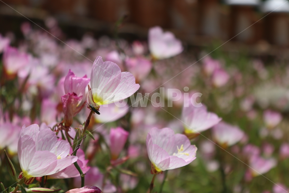 blossom,꽃,geranium,제라늄,flower,plant,식물,식물,자연,plants,nature,꽃,flower