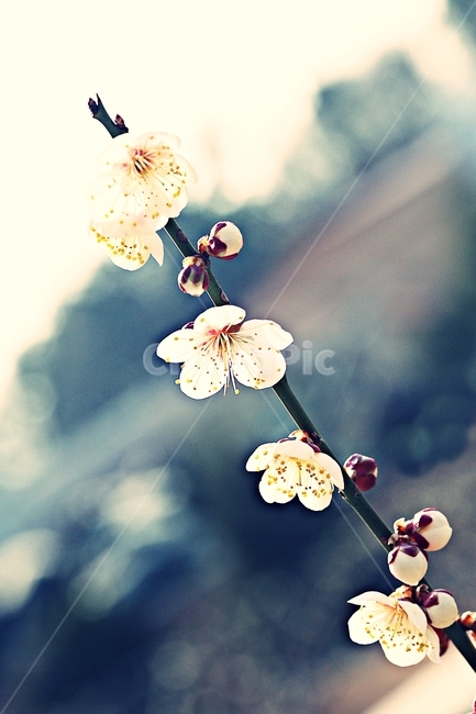 매화꽃,매화,꽃,나무,배경,자연,봄,계절,spring,season,식물,자연,plants,nature,꽃,flower,plant
