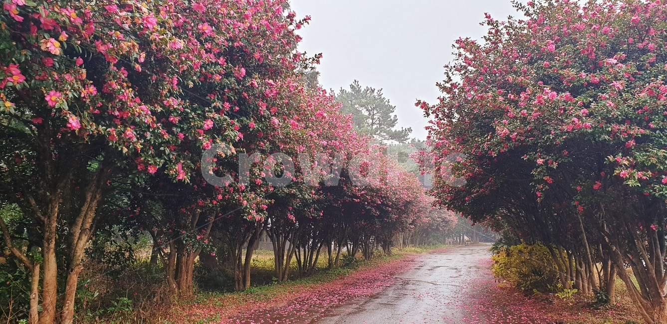 flower,꽃,동백꽃,레드,겨울,camellia,winter,red