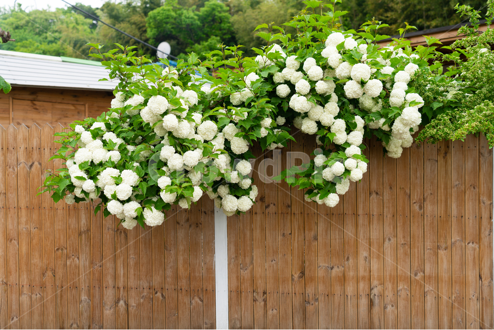 담벼락,불두화,꽃,식물,flower,초록,plant,식물,자연,plants,nature,꽃,flower