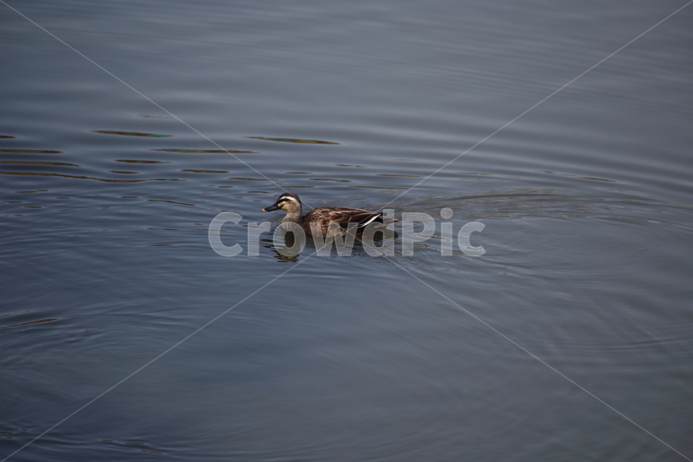 동물,흰뺨검둥오리,새,anaspoecilorhyncha,spotbilledduck,오리,동물,animal,조류,새,birds