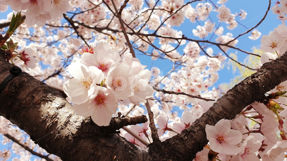 벚꽃,체리블러썸,진해군항제,진해벚꽃,벚나무,봄,계절,spring,season,plant,식물,blossom,꽃,flower,cherry blossom