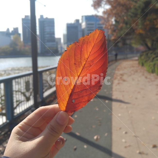감성,낙엽,가을,자연,계절,분위기