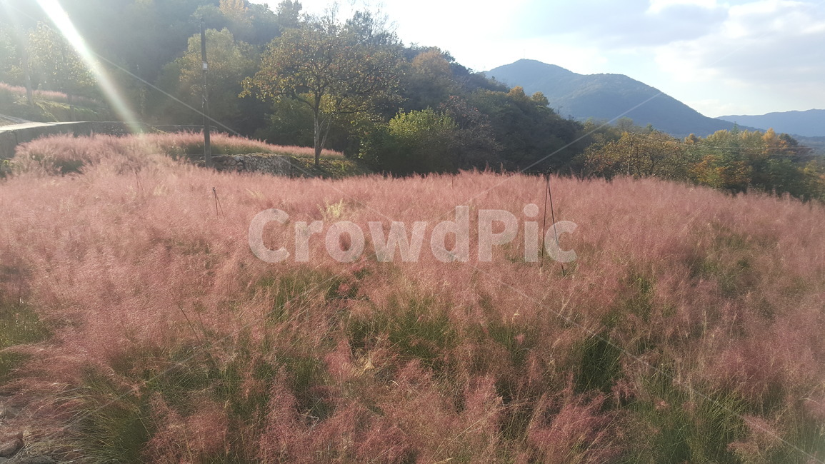 햇살,핑크뮬리,분홍,분홍색,따스함