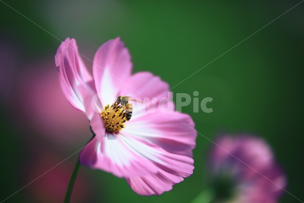 코스모스,벌,가을,자연풍경,식물,곤충,꽃,꽃과벌,식물,자연,plants,nature,꽃,flower,동물,animal,곤충,벌레,insect,bug