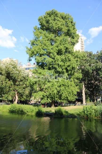 자연,초록,공원,나무,나뭇잎,식물,자연,plants,nature,나무,trees,wood