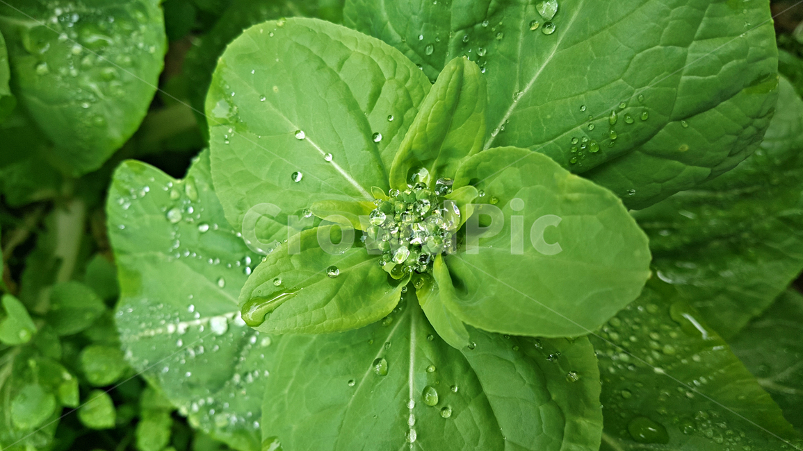 봄동,leaf,잎,plant,식물,빗방울,식물,자연,plants,nature