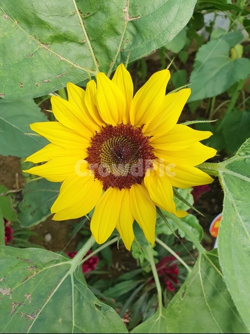 해바라기,노란색,꽃,blossom,plant,flower,beauty
