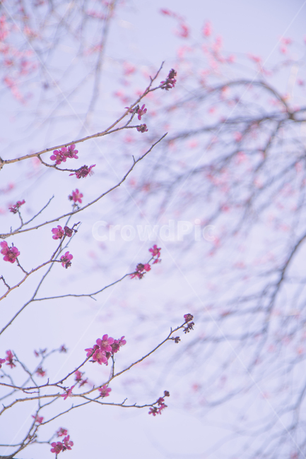 꽃,하늘,봄,flower,blossom,봄,계절,spring,season