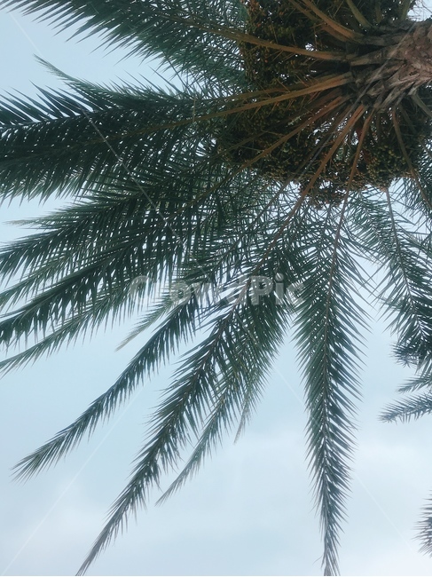 야자수,열대나무,베트남,하늘,palmtree,동남아시아