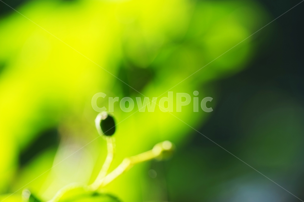 팥배나무,팥배나무열매,토종나무,산배나무,나무,아침햇살,식물,자연,plants,nature,과일,열매,fruit
