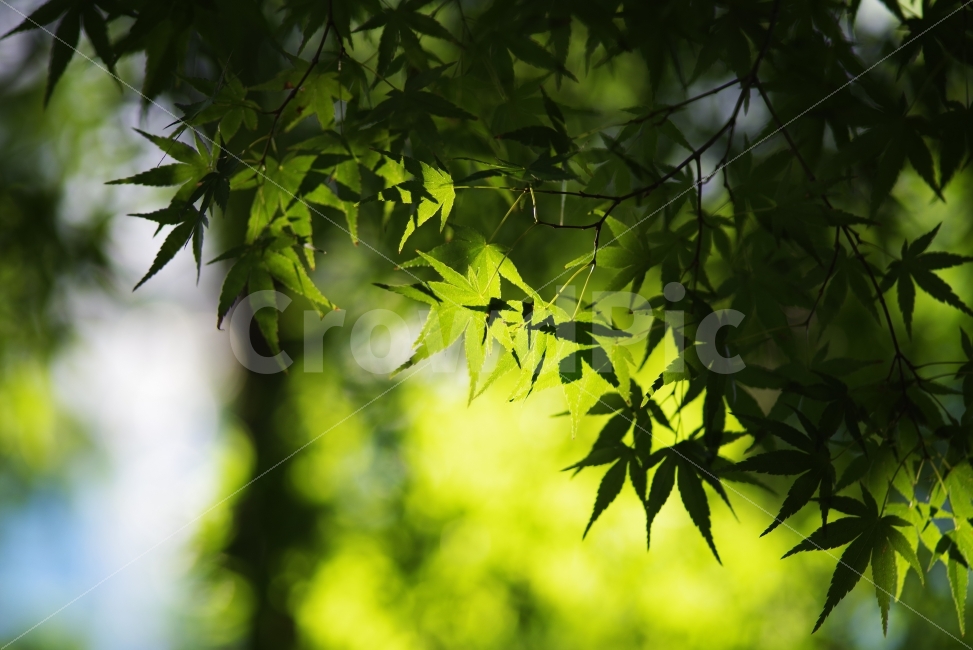 단풍,단풍잎,나뭇잎,잎사귀,식물,자연,생명,초록,녹색,배경화면,바탕화면,maple,leaf,mapleleaf,mapletree,autumn,fall,green,life,nature,natural,beauty,beautiful,wood,plant,식물,자연,plants,nature,감성,sensible,feeling