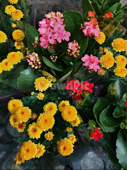 식물,flower,꽃,geranium,plant,꽃,flower