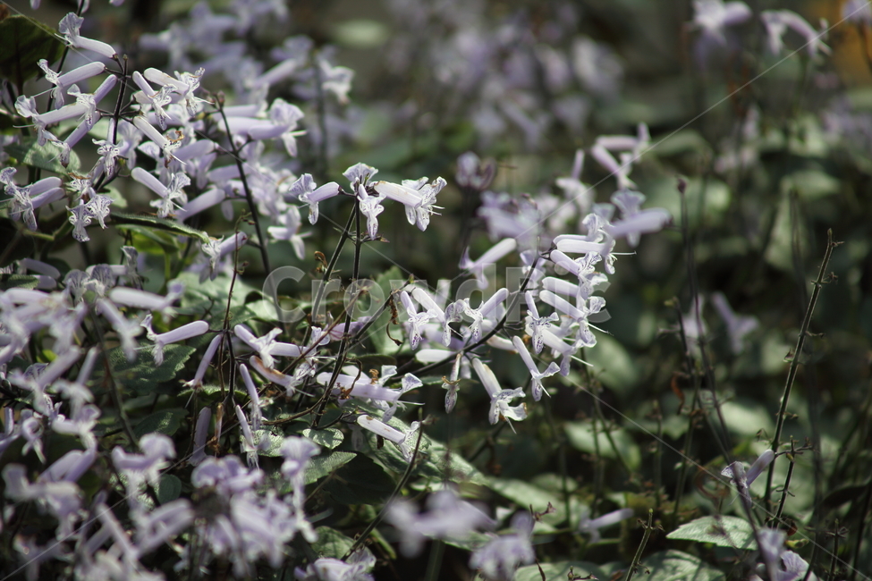 모나라벤더,꽃,식물,온실,monalavender,식물,자연,plants,nature,꽃,flower