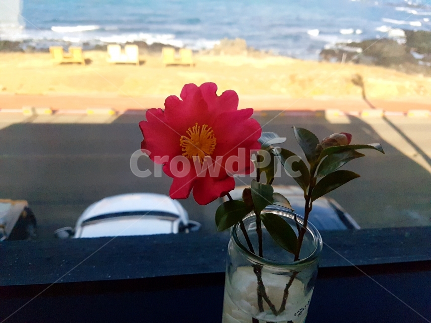 제주도,동백꽃,카멜리아,꽃,감성,바다,화분,식물,자연,plants,nature,꽃,flower,실내용화초,화분,화초,house plant,인테리어,실내디자인,interior design