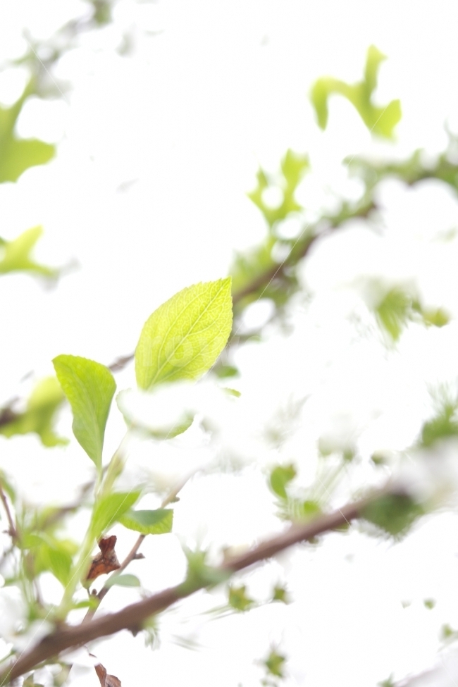 조팝나무,봄꽃,식물,감성사진,꽃,초록잎,접사,plants,flowers,spring,green,아름다운,접사자연,nature,그래픽,웹디자인,sensible,flower,식물도감,야생화,들꽃,배경,느낌,감성,인쇄,디자인,전단,잡지,홍보,아련함,분위기,feel,feelsogood,좋은느낌,design,wepdesign,봄,계절,spring,season,식물,자연,plants,nature,감성,sensible,feeling,leaf,잎,plant,vase,병 장식,pottery,도기류,jar,항아리,potted plant,화분