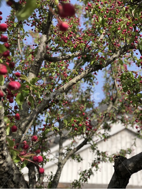 붉은,꽃,나무,봄,꽃봉오리,한옥지붕,풍경,자연,red,trees,flowerbud,scenery,spring,식물,자연,plants,nature,과일,열매,fruit