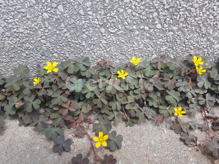 들꽃,노란꽃,노랑꽃,꽃,식물,자연,꽃잎,힐링,산책,여유,휴식,flower,nature,heeling,rest