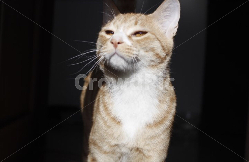 cat,animal,고양이,동물,cats,동물,animal,포유류,mammal,고양이,cat,kitten,kitty