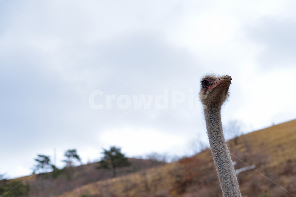 animal,동물,bird,새,타조,조류,ostrich,풍경,landscape,자연,nature,나무,tree,겨울,winter