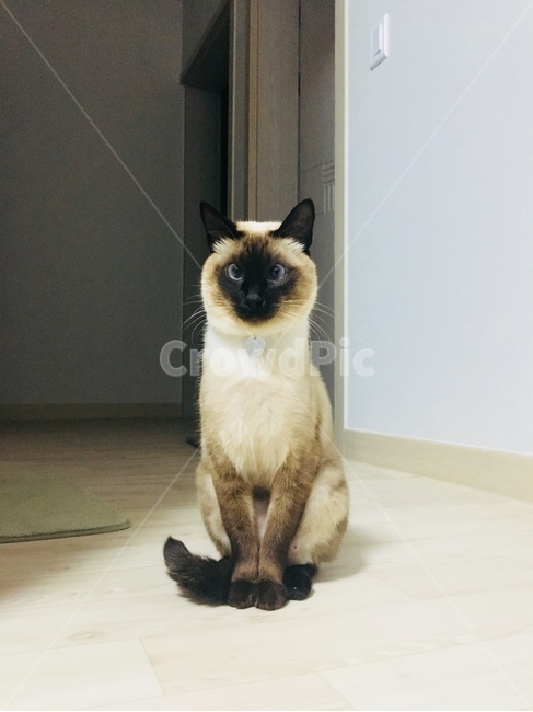 고양이,야옹이,샴,샴고양이,반려동물,반려고양이,애완동물,cat,neko,동물,동물,animal,포유류,mammal,고양이,cat,kitten,kitty