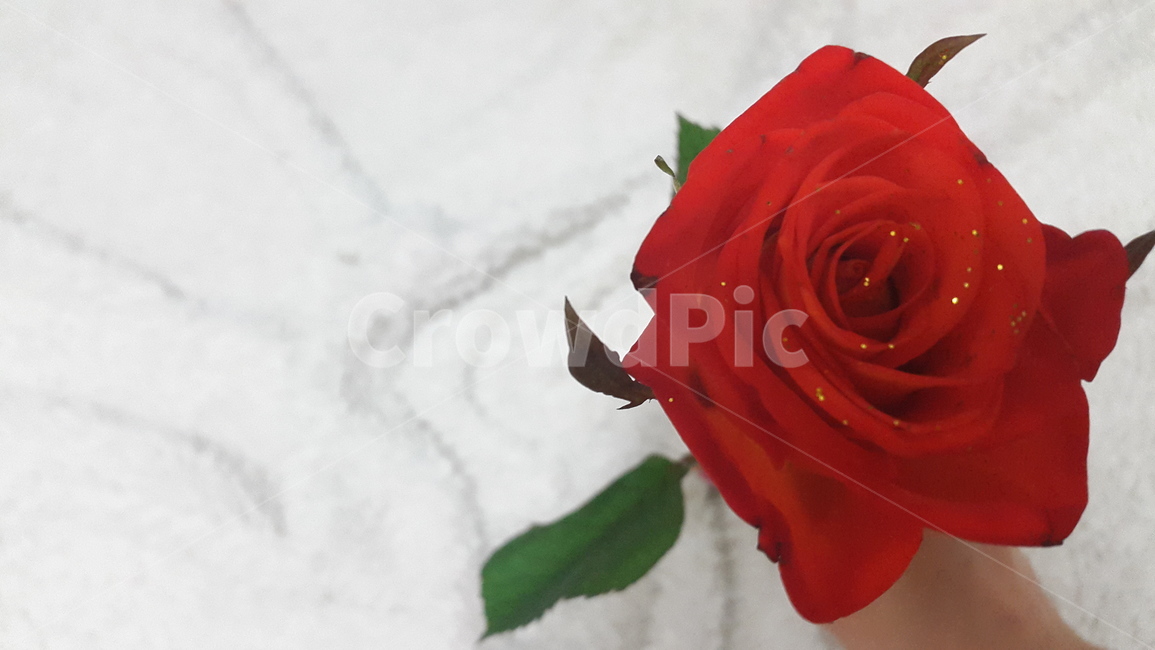 꽃,플라워,장미,flower,rose,이벤트,event,서프라이즈,surprise,컬러풀,생일,birthday,축하,파티,party,선물,present,따뜻한,부드러운,감성적인,빨간,붉은,한송이