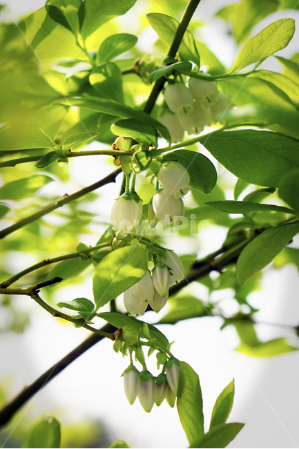 블루베리,블루베리꽃,꽃,봄,자연,식물,나뭇잎,초록,계절,blueberry,blueberryflower,flower,spring,nature,plants,leaves,green,season,식물,자연,plants,nature,꽃,flower