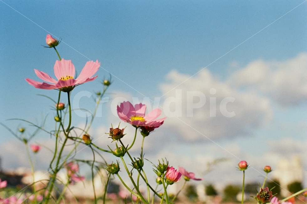 가을,꽃,코스모스,구름,하늘,감성,가을,계절,fall,autumn,season,식물,자연,plants,nature,꽃,flower,감성,sensible,feeling,plant