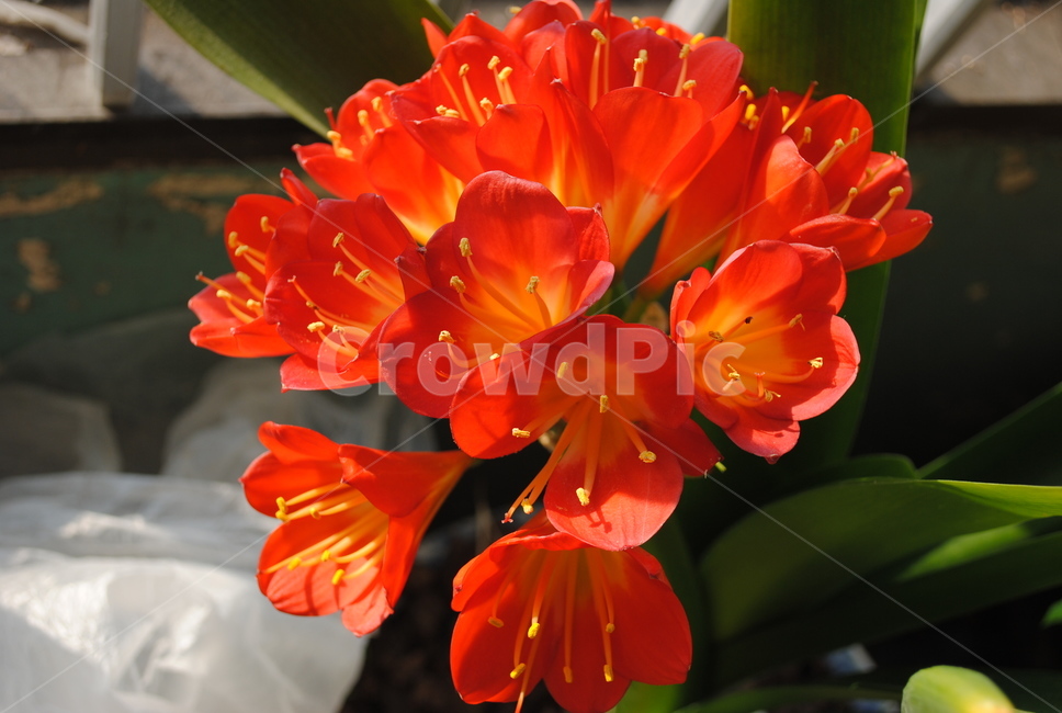 주황,꽃,이쁨,화려함,꽃송이,식물,자연,plants,nature,꽃,flower