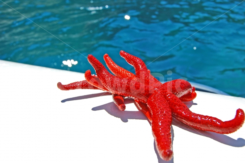 연출사진,바다,불가사리,지중해,이탈리아,여행,푸른,하늘,sea,ocean,starfish,sky,sunny,맑은,날씨,weather,trip,travel,travelling,Italy,Italia,풍경,배경,배경사진,풍경사진,감성사진,평화로운,분위기,차분한,차분함,평화로움,scene,ambience,atmosphere,calm,peaceful,tranquil,still,background,색깔,색상,색채,색감,color sense,color sensitivity,feeling of color,연출,컨셉,콘셉,direction,concept