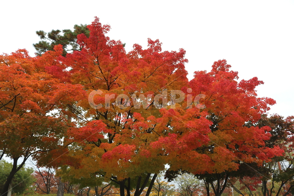 나무,단풍,단풍나무,식물,가을,자연,가을,계절,fall,autumn,season,식물,자연,plants,nature,나무,trees,wood,tree,plant,leaf,잎,maple