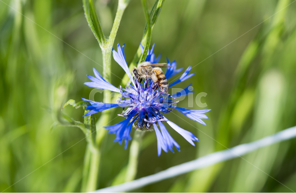 수레국화,국화,매크로,수레국화꽃,cornflower,식물,자연,plants,nature,꽃,flower,동물,animal,곤충,벌레,insect,bug