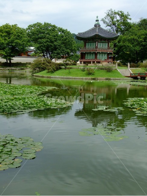 경복궁,향원정,정원,연못,풍경,자연,연잎,한국,자연,풍경,nature,landscape,한국자연풍경,한국자연경관,korea nature landscape,water,물,outdoors,옥외