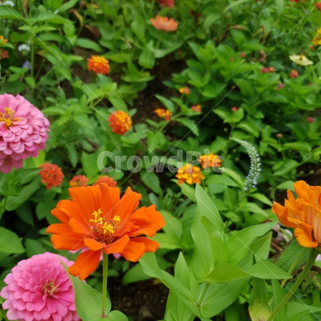 plant,식물,flower,꽃,blossom,spring,summer,orange,여름,봄,주황,분홍,꽃밭