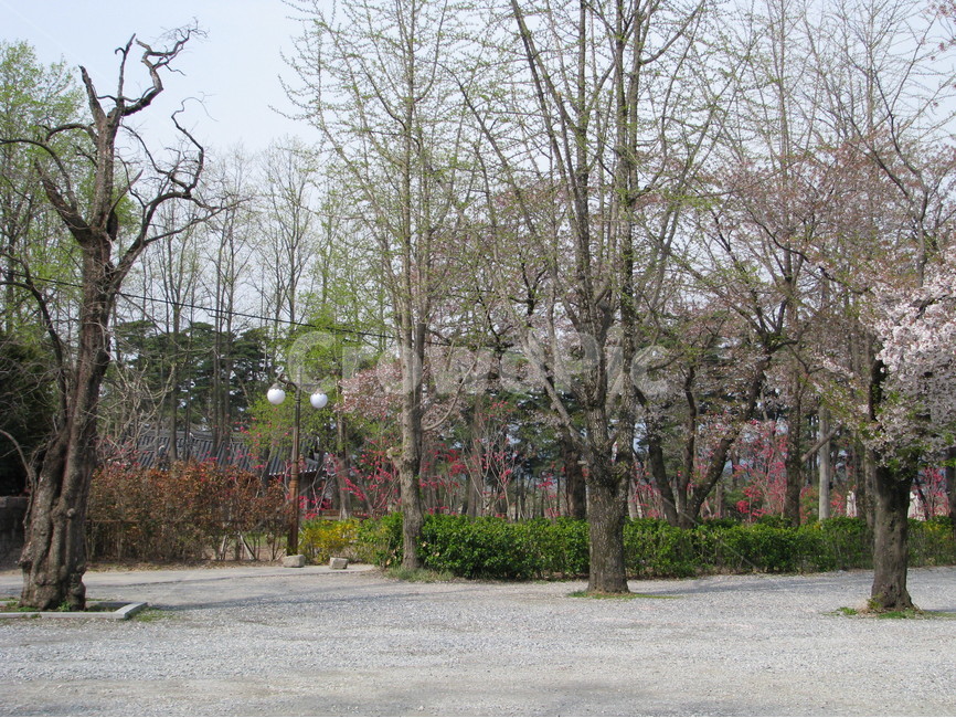 허난설헌생가,허난설헌,허균생가,허균,벚꽃,목조건축,고택,건축,한옥,기와,담장,항아리,강릉,대한민국,한국,heonanseolheonsbirthplace,heonanseolheon,heogyunsbirthplace,heogyun,cherryblossoms,woodenarchitecture,oldhouse,architecture,hanok,rooftile,wall,pot,gangneung,republicofkorea,southkorea,봄,계절,spring,season,자연,풍경,nature,landscape,식물,plants,나무,trees,wood,tree,plant,tree trunk,나무 줄기