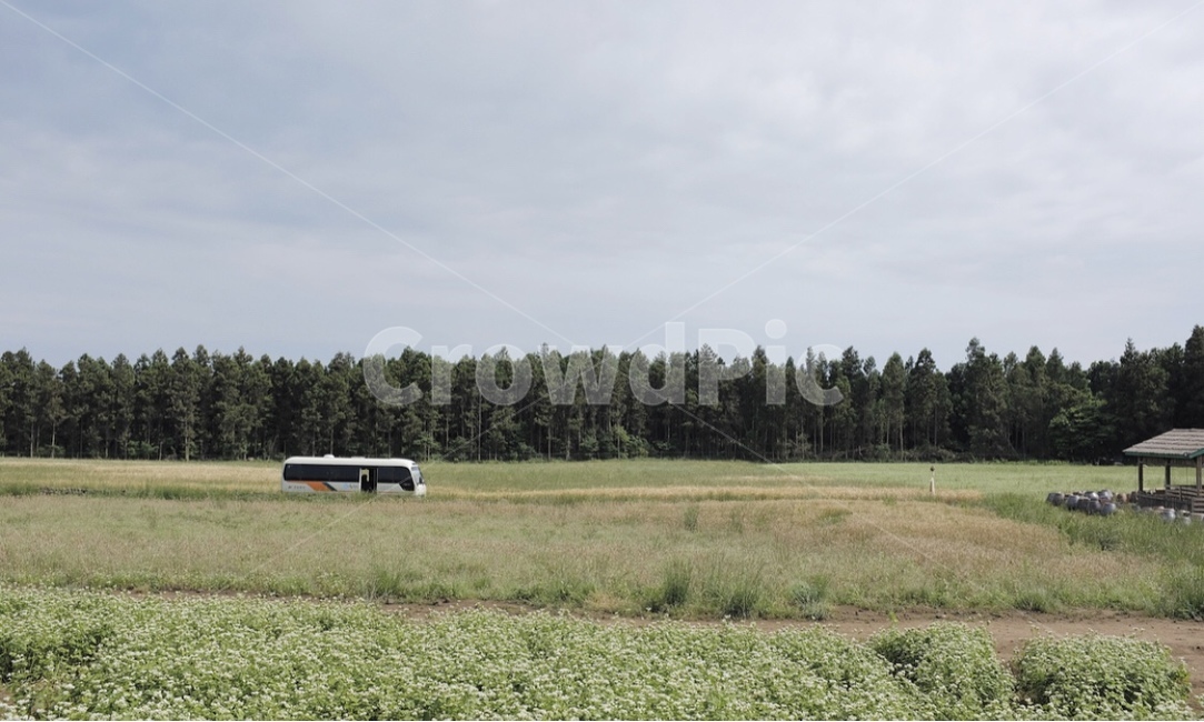 자연,풍경,나무,메밀꽃,제주도,제주,자연,풍경,nature,landscape,한국자연풍경,한국자연경관,korea nature landscape,제주도,jeju,jeju island