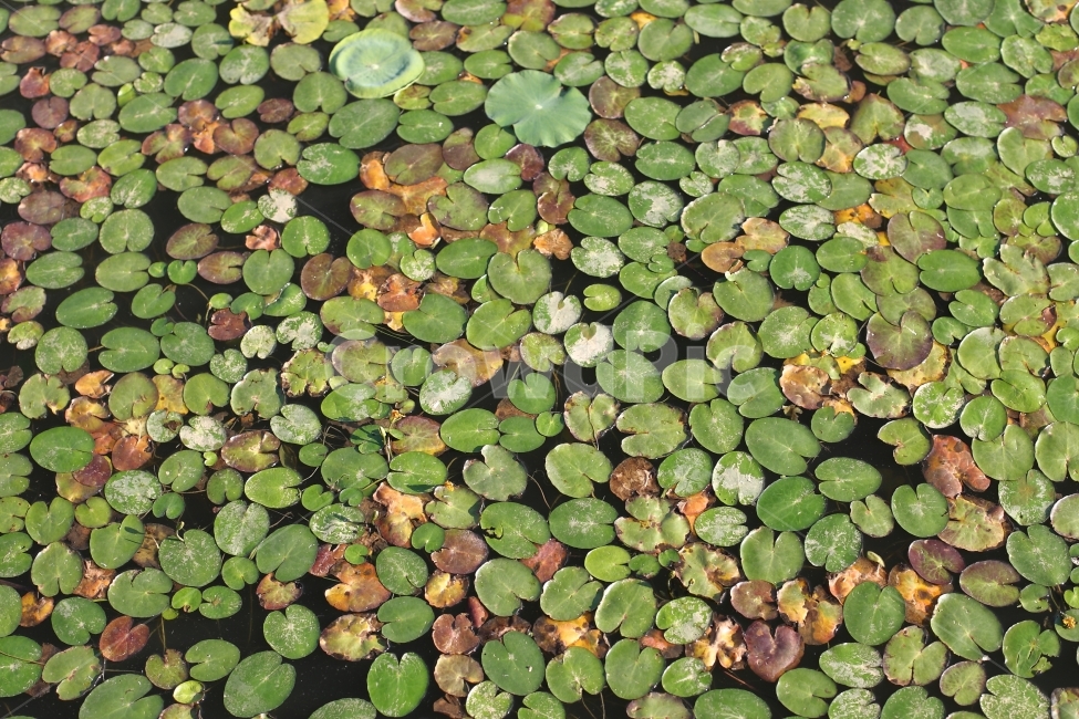식물,연못,자연,botanical,풍경,식물,자연,plants,nature