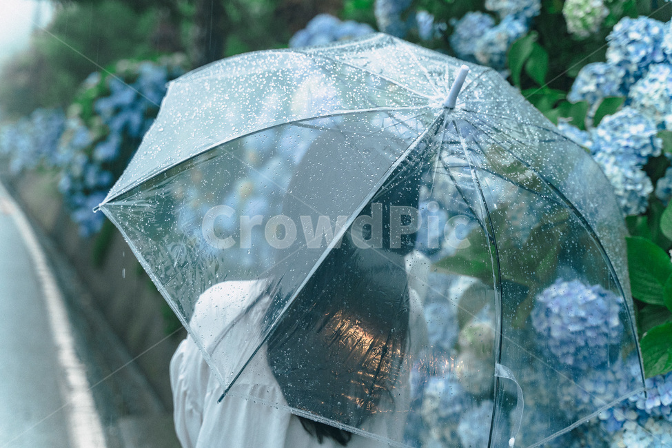 통영,거제,비,수국,수국축제,우산,투명우산,빗방울,감성,비,비오는날,rain,rainy