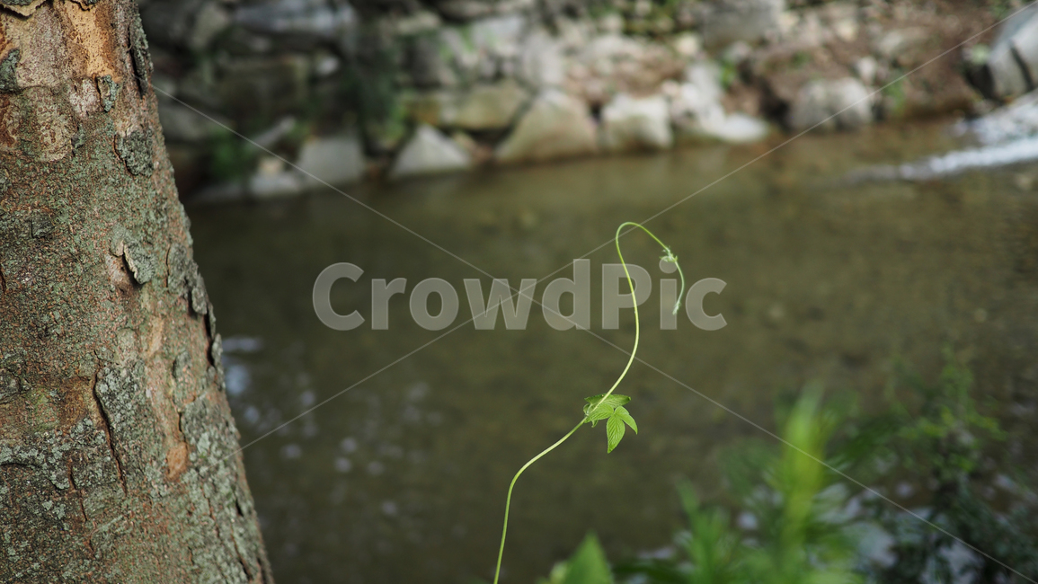 식물,잎사귀,그린,돌,plant