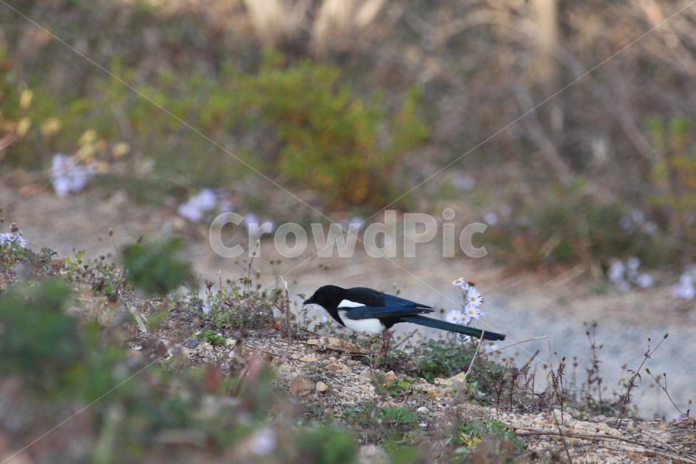 animal,동물,bird,새,까치,꽃