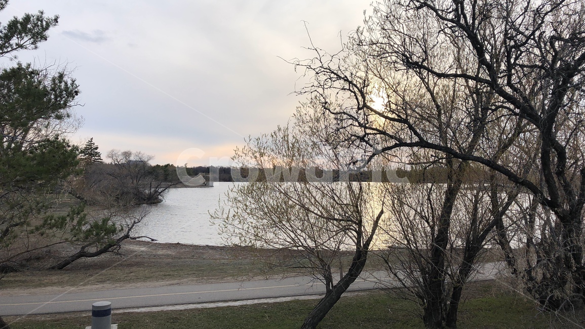 캐나다,공원,노을,나무,선셋,canada,park,sunset,tree,겨울나무,winter,겨울,산책길,아스팔트