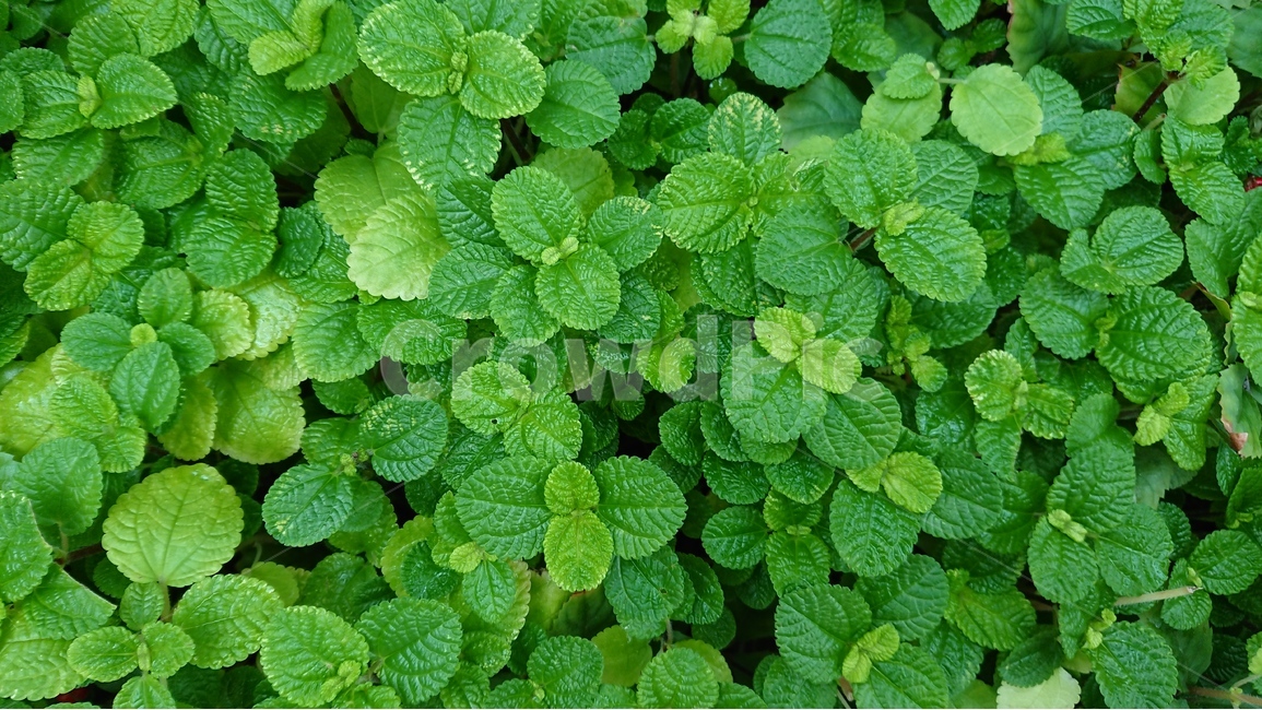식물,나무,꽃,자연,녹색,그린,패턴,식물,자연,plants,nature