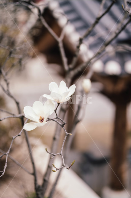 목련,목련꽃,꽃사진,봄꽃,풍경사진,꽃접사,목련꽃사진,봄,계절,spring,season,식물,자연,plants,nature,꽃,flower,plant