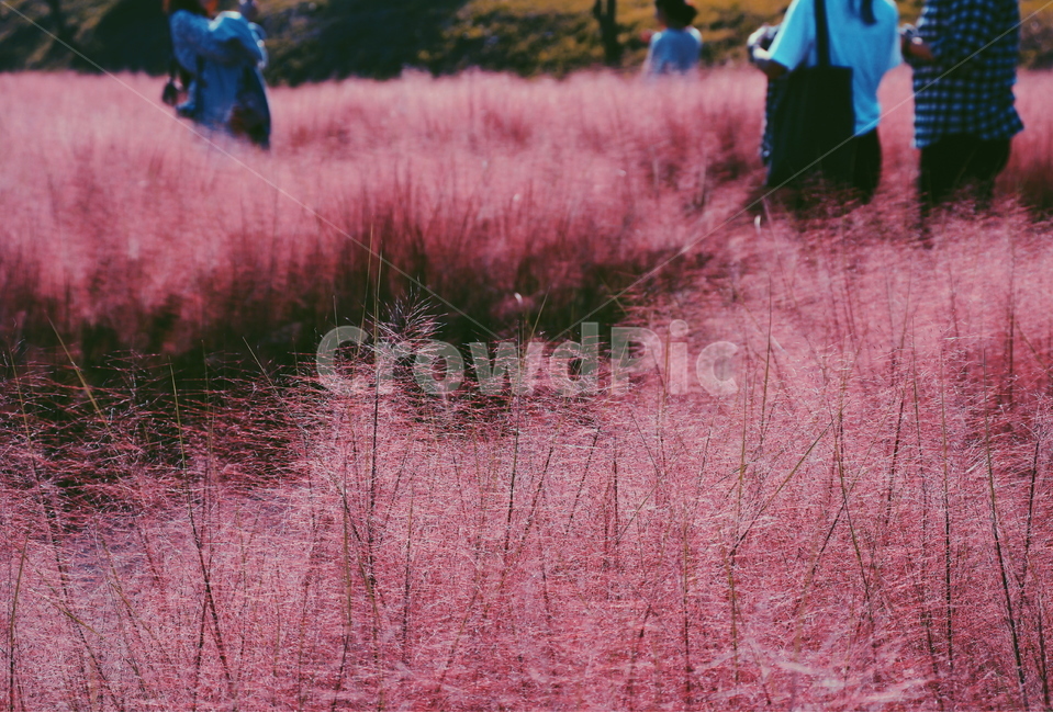가을,풍경,감성,핑크뮬리,핑크,갈대,가을,계절,fall,autumn,season,식물,자연,plants,nature,사람들,대중,군중,other people,crowd,감성,sensible,feeling