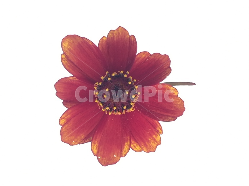 노랑코스모스,식물,꽃,flower,외래종,일년생,자연,조경,근접촬영,조명,꽃,flower,누끼,remove background