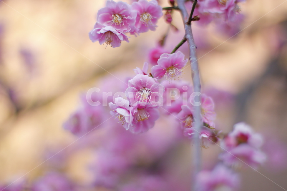 자연,꽃,식물,화사함,봄,풍경,아웃포커스,neture,flower,plant,bright,spring,scenery,outfocus,핑크,pink,봄,계절,spring,season,식물,자연,plants,nature,꽃,flower