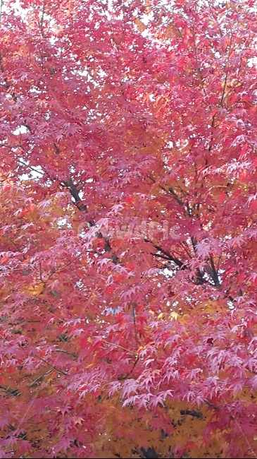 단풍,가을,나무,울긋불긋,단풍나무,가을단풍