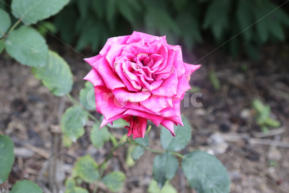 장미,한송이,빨강,잎,rose,red,pink,leaf