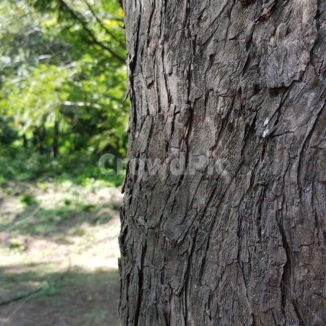 나무,tree,나무껍질,자연,nature,식물,자연,plants,nature,나무,trees,wood