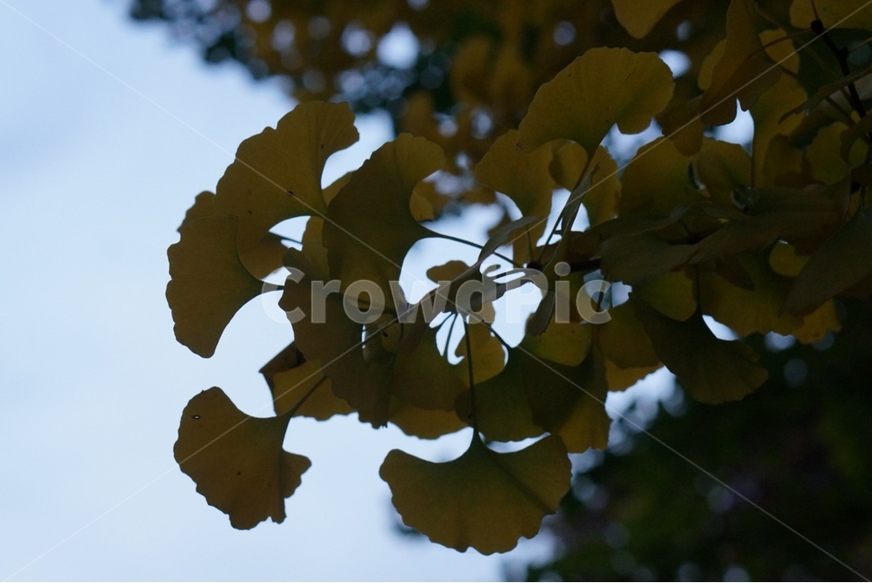 leaf,잎,plant,식물,감성,가을,계절,fall,autumn,season